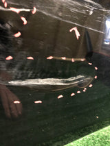 DRZWI PRZEDNIE PRAWE BMW 5 E60 E61